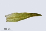 Molendoa hornschuchiana