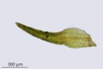 Molendoa hornschuchiana