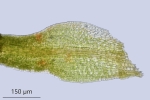 Molendoa hornschuchiana