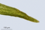 Molendoa hornschuchiana