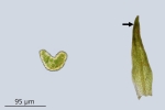 Molendoa hornschuchiana