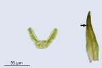 Molendoa hornschuchiana