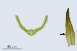 Molendoa hornschuchiana