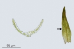 Molendoa hornschuchiana