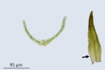 Molendoa hornschuchiana