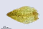 Molendoa hornschuchiana