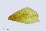 Molendoa hornschuchiana