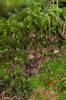 Brachytheciastrum trachypodium