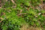 Brachytheciastrum trachypodium