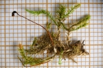 Brachytheciastrum trachypodium