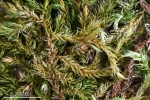 Brachytheciastrum trachypodium