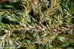 Brachytheciastrum trachypodium