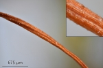 Brachytheciastrum trachypodium