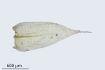 Brachytheciastrum trachypodium