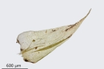 Brachytheciastrum trachypodium