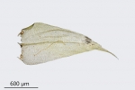 Brachytheciastrum trachypodium