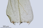 Brachytheciastrum trachypodium