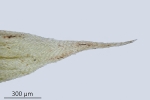 Brachytheciastrum trachypodium