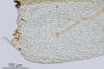 Brachytheciastrum trachypodium