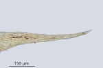 Brachytheciastrum trachypodium