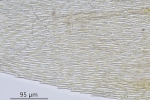 Brachytheciastrum trachypodium