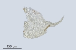 Brachytheciastrum trachypodium