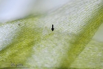 Brachytheciastrum trachypodium