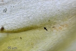 Brachytheciastrum trachypodium