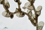Metalejeunea cucullata