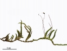Scorpiurium circinatum