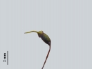 Scorpiurium circinatum
