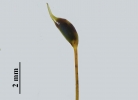 Scorpiurium circinatum