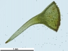 Scorpiurium circinatum