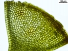 Scorpiurium circinatum