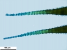 Scorpiurium circinatum