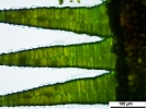 Scorpiurium circinatum