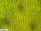 Scorpiurium circinatum