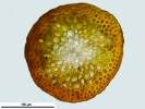 Scorpiurium circinatum