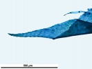 Scorpiurium circinatum