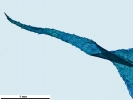 Scorpiurium circinatum