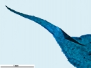 Scorpiurium circinatum