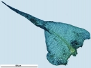 Scorpiurium circinatum
