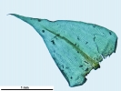 Scorpiurium circinatum