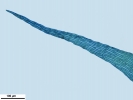 Scorpiurium circinatum