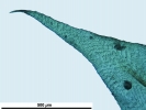 Scorpiurium circinatum