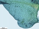 Scorpiurium circinatum