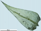 Scorpiurium circinatum