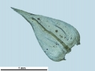 Scorpiurium circinatum