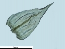 Scorpiurium circinatum