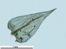 Scorpiurium circinatum